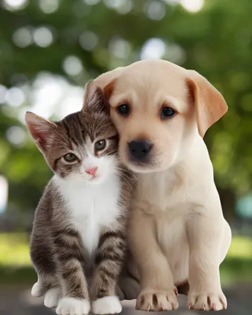 Pet Transfer
